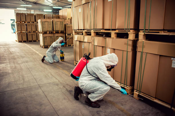 Best Flea Control Services  in Malden, MO