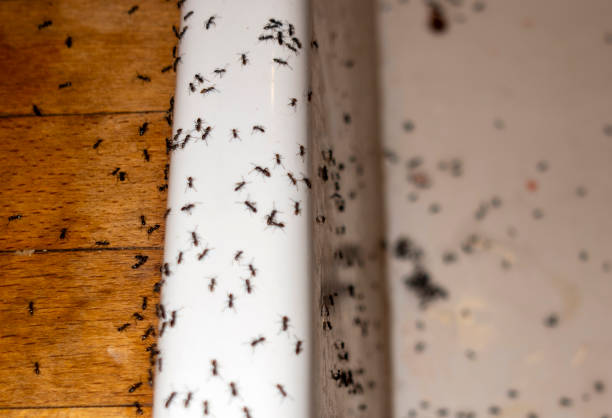 Best Commercial Pest Control Services  in Malden, MO