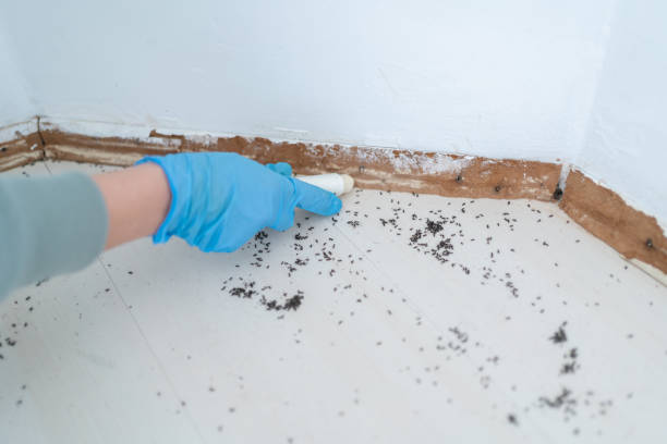 Best Residential Pest Control  in Malden, MO